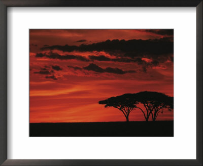 Sunset On Acacia Tree, Serengeti, Tanzania by Dee Ann Pederson Pricing Limited Edition Print image