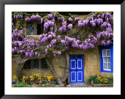 Cottage With Wisteria In Flower, Broadway, United Kingdom by Barbara Van Zanten Pricing Limited Edition Print image