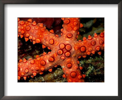 A Close View Of A Starfish by Wolcott Henry Pricing Limited Edition Print image