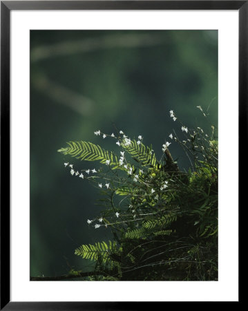 Detail Of A Fern With Delicate White Blossoms by Tim Laman Pricing Limited Edition Print image