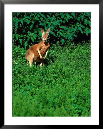 Kangaroo At Southwick Animal Farm, Ma by Kindra Clineff Pricing Limited Edition Print image