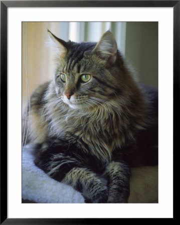 Cat On Window Ledge by Tony Ruta Pricing Limited Edition Print image