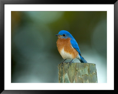 Male Eastern Bluebird On Fence Post, Florida, Usa by Maresa Pryor Pricing Limited Edition Print image