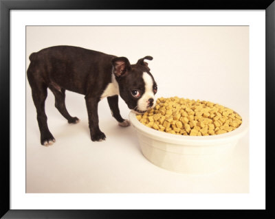 Boston Terrier Puppy Eating From Huge Bowl by Fogstock Llc Pricing Limited Edition Print image