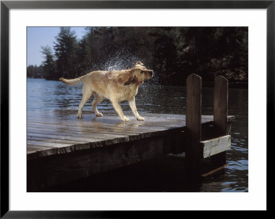 Dog Shaking Off Water On Dock by Chip Henderson Pricing Limited Edition Print image