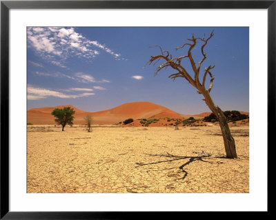 Tree In Namib Desert, Namibia by Walter Bibikow Pricing Limited Edition Print image