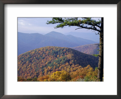 Autumn Forest Landscape Near Loft Mountain, Shenandoah National Park, Virginia, Usa by James Green Pricing Limited Edition Print image
