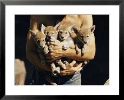 A Man Holds An Armful Of Young Coyotes by Walter Meayers Edwards Pricing Limited Edition Print image
