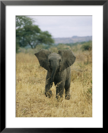 A Juvenile African Elephant Takes A Walk by Roy Toft Pricing Limited Edition Print image