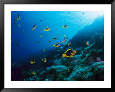 Anemonefish On A Manra Reef by Paul Nicklen Pricing Limited Edition Print image