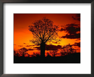 Boab Trees At Sunset, Kununurra,Western Australia, Australia by Richard I'anson Pricing Limited Edition Print image