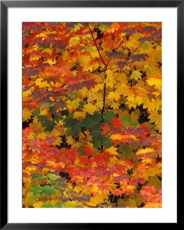 Vine Maple Fall Colors, Mt. Baker Snoqualmie National Forest, Washington, Usa by Dennis Kirkland Pricing Limited Edition Print image