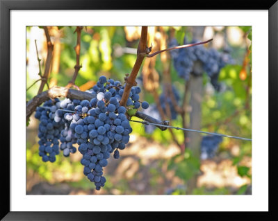Ripe Bunches Of Merlot Grapes, Chateau La Grave Figeac, Saint Emilion, Bordeaux, France by Per Karlsson Pricing Limited Edition Print image
