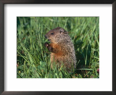 Woodchuck, Minnesota, Usa by Lynn M. Stone Pricing Limited Edition Print image