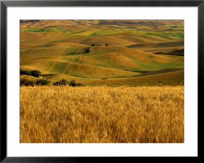 Mid-Season Fields Rolling Hills, Palouse, Washington, Usa by Terry Eggers Pricing Limited Edition Print image