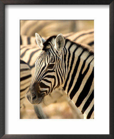 Zebra At Namutoni Resort, Namibia by Joe Restuccia Iii Pricing Limited Edition Print image