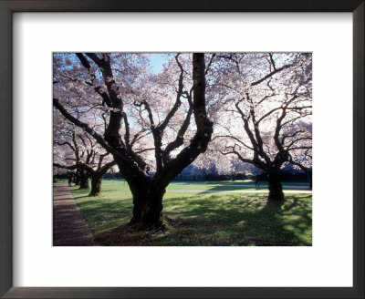 Cherry Blooms At The University Of Washington, Seattle, Washington, Usa by William Sutton Pricing Limited Edition Print image
