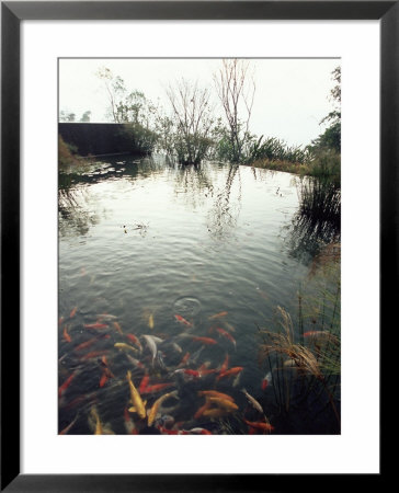 Koi Carp Fish In Pool, Taipei, Taiwan, Asia by Sylvain Grandadam Pricing Limited Edition Print image