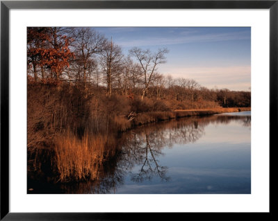 Mashomack Nature Preserve On Shelter Island, New York, Usa by Angus Oborn Pricing Limited Edition Print image