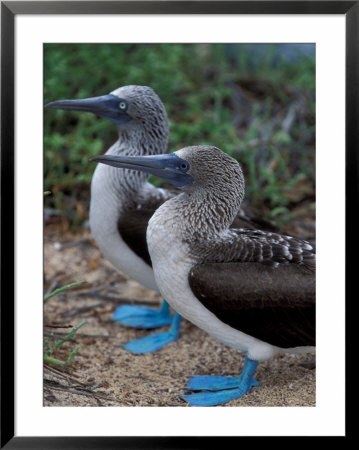Blue-Footed Boobies Of The Galapagos Islands, Ecuador by Stuart Westmoreland Pricing Limited Edition Print image