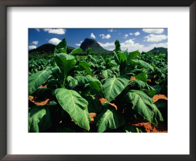 Tobacco Plants With Mountains Behind., Glass House Mountains, Queensland, Australia by John Banagan Pricing Limited Edition Print image