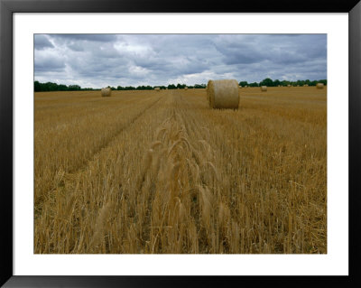 Fields Of Wheat On Gotland Island by Sisse Brimberg Pricing Limited Edition Print image