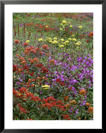 Blooming Indian Paintbrush, Russell Fiord Wilderness by Michael Melford Pricing Limited Edition Print image