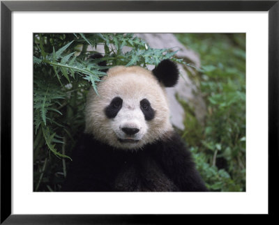 Giant Panda Bear, Wolong, China by Erwin Nielsen Pricing Limited Edition Print image