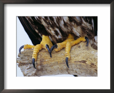 Close Up Of The Feet And Talons Of A Bald Eagle, Alaska, Usa, North America by David Tipling Pricing Limited Edition Print image