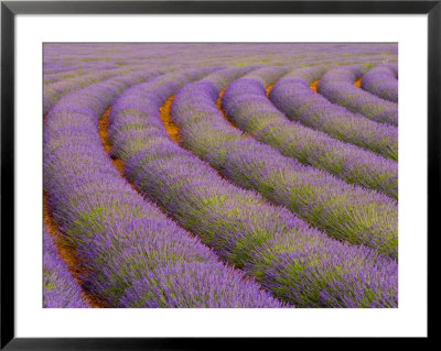 Curved Rows Of Lavender Near The Village Of Sault, Provence, France by Jim Zuckerman Pricing Limited Edition Print image