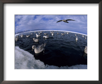 Northern Fulmars Flock To Newly Formed Cracks In The Sea Ice To Feed by Paul Nicklen Pricing Limited Edition Print image