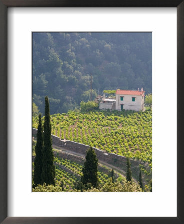 Hillside Vineyard, Manolates, Samos, Aegean Islands, Greece by Walter Bibikow Pricing Limited Edition Print image