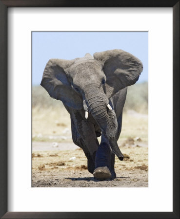 African Elephant, Charging, Etosha National Park, Namibia by Tony Heald Pricing Limited Edition Print image