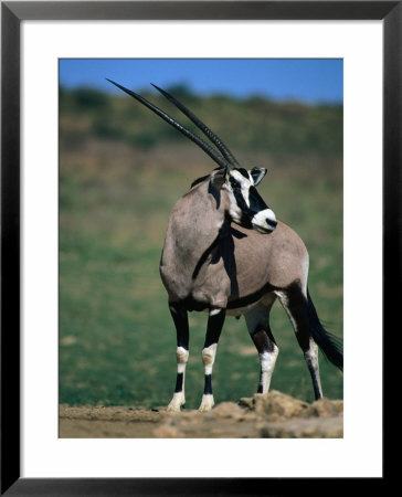 Gemsbok Or South African Oryx, Kgalagadi Transfrontier Park, Northern Cape, South Africa by Carol Polich Pricing Limited Edition Print image