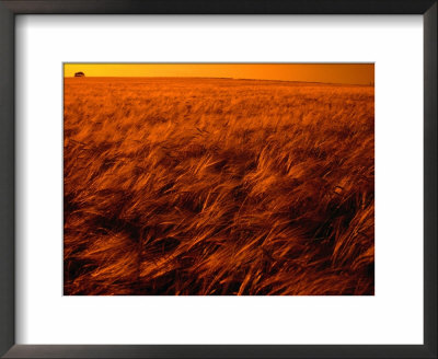 Orange Glow Over Summer Harvest In Cotswolds, United Kingdom by Jon Davison Pricing Limited Edition Print image