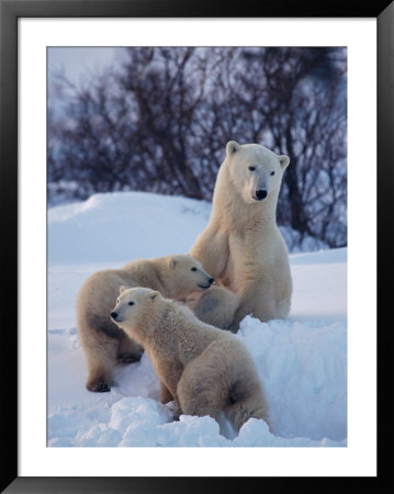 A Polar Bear Sits In The Snow With Her Two Young Cubs by Paul Nicklen Pricing Limited Edition Print image