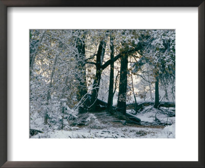 Winter View Of The Merced River After A Snowfall by Marc Moritsch Pricing Limited Edition Print image
