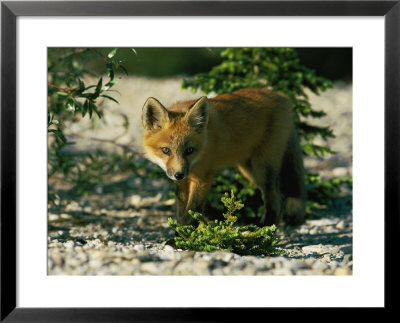 Juvenile Red Fox by Norbert Rosing Pricing Limited Edition Print image