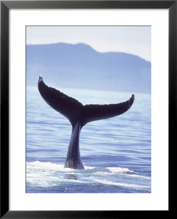 Humpback Whale's Tail Going Into The Water by Stuart Westmoreland Pricing Limited Edition Print image