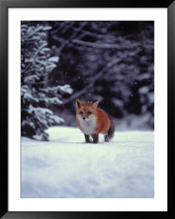Red Fox In Snowy Wood by John Luke Pricing Limited Edition Print image