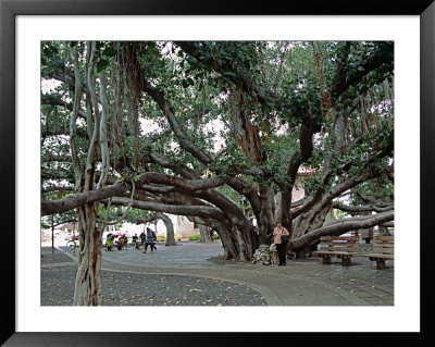 Banyan Tree In Lahaina, Maui, Hawaii, Usa by Charles Sleicher Pricing Limited Edition Print image