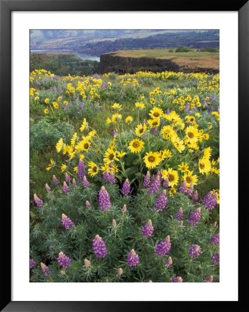 Balsam Root Meadow With Lupine, Columbia River Gorge, Oregon, Usa by Jamie & Judy Wild Pricing Limited Edition Print image