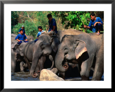 Handlers Sitting On Their Elephants, Chiang Mai, Thailand by John Hay Pricing Limited Edition Print image