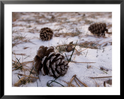 Pine Cones Lay On The Snowy Ground At Historical Steven's Creek Farm by Joel Sartore Pricing Limited Edition Print image