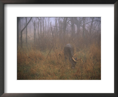 A 8-Point White-Tailed Deer Buck Eating Grasses At Woods Edge by Raymond Gehman Pricing Limited Edition Print image