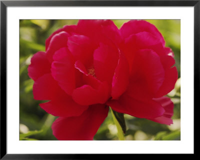 Close View Of A Red Peony Blossom by Anne Keiser Pricing Limited Edition Print image