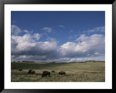 Bison Grazing On The Open Prairie In Custer State Park by Annie Griffiths Belt Pricing Limited Edition Print image