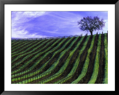 Vineyard, Spring by Inga Spence Pricing Limited Edition Print image