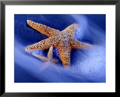 Two Starfish On Beach, Hilton Head Island, South Carolina, Usa by Charles R. Needle Pricing Limited Edition Print image