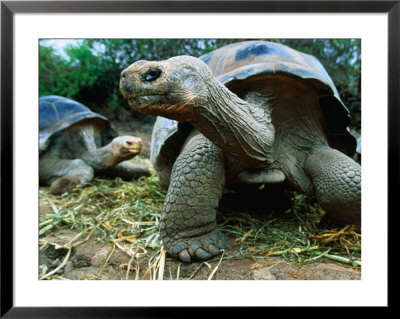 Giant Tortoises At Charles Darwin Research Station, Isla Santa Cruz, Galapagos, Ecuador by Jeff Greenberg Pricing Limited Edition Print image
